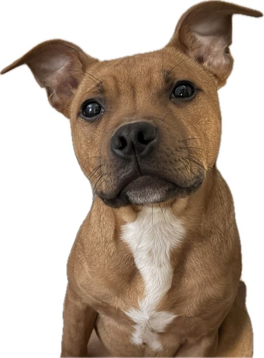 Стаффордширський бультерʼєр