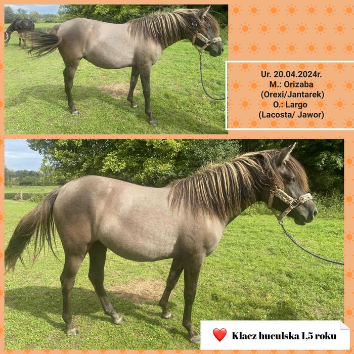 Klacz huculska 1,5 roku