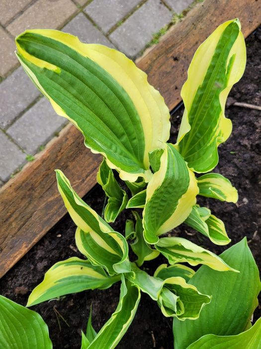 Hosta funkia nietypowa neonowa żółto zielona