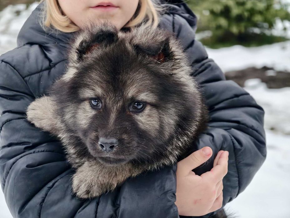 OWCZAREK STARONIEMIECKI Przeuroczy srebrny piesek, piękni rodzice!