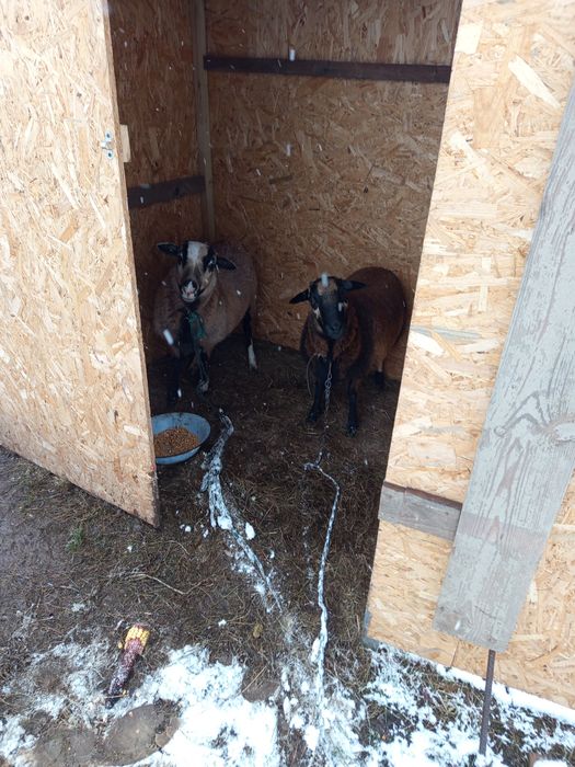 Sprzedam owce kamerunskie