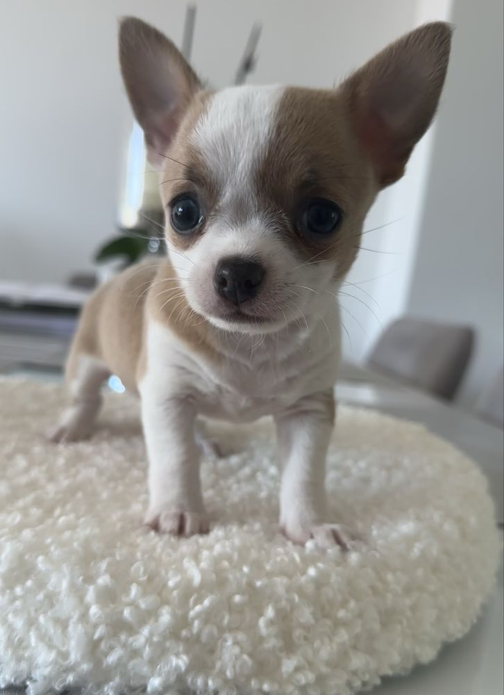 Chihuahua MILKY WAY chlopczyk