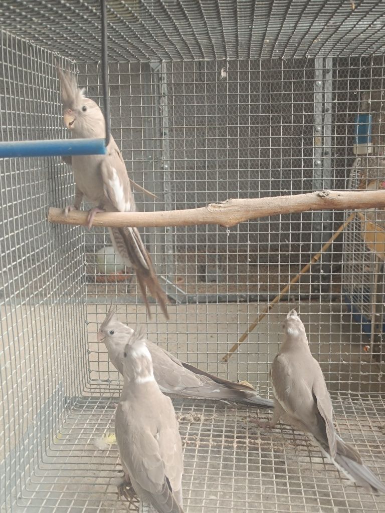 Caturras machos .