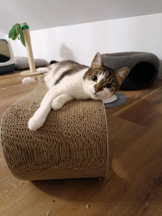 Pralinka – łagodna kotka ze Stabłowic szuka domu! - kot do adopcji