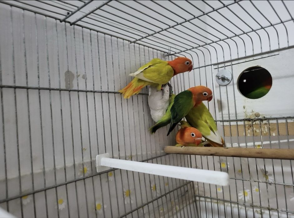 Agapornis/ inseparáveis