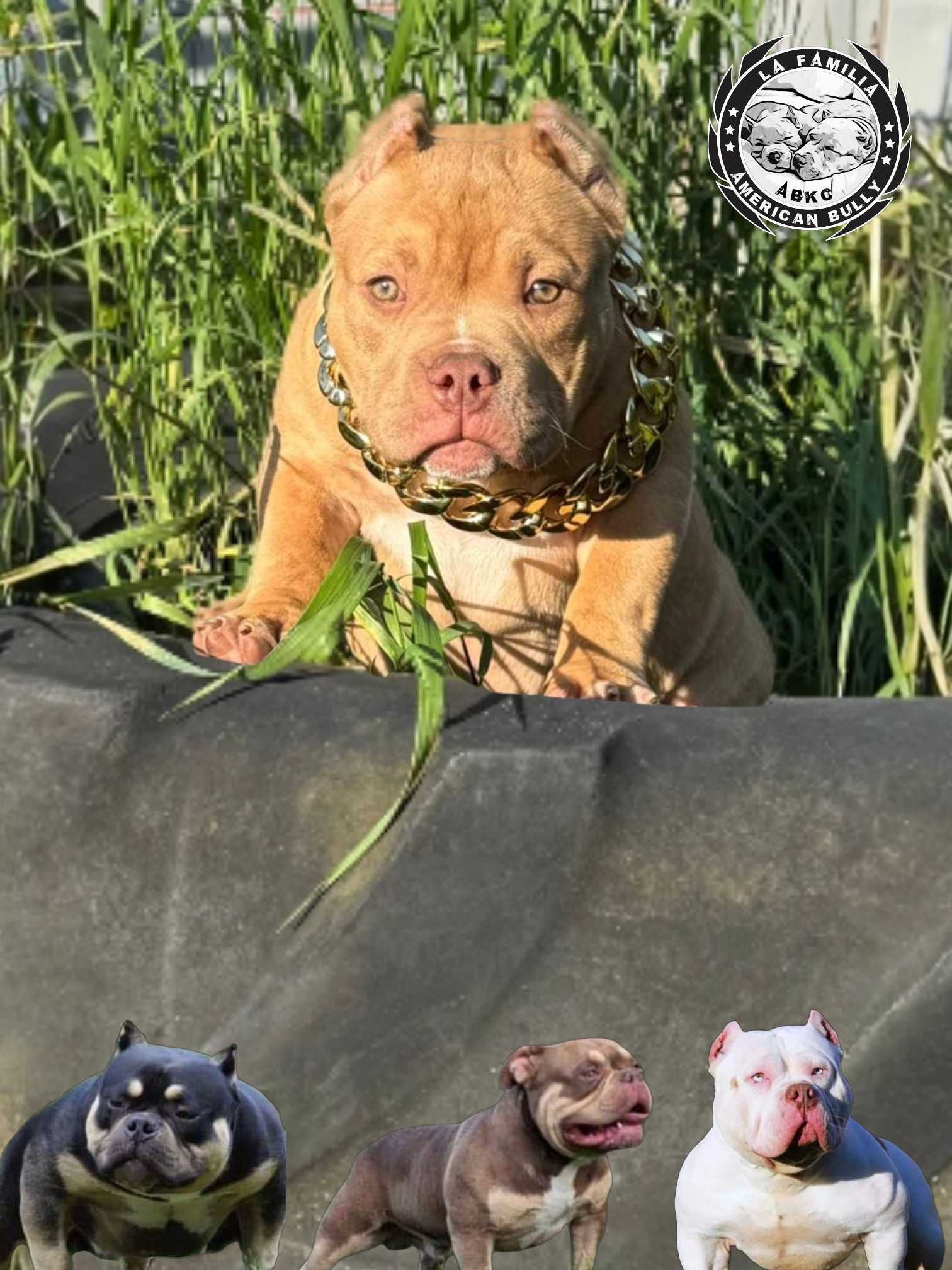 American bully abkc