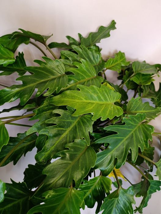 Філодендрон Бразилія,Лайт Грін,Веррукозум,Ксанаду.Алоказія.