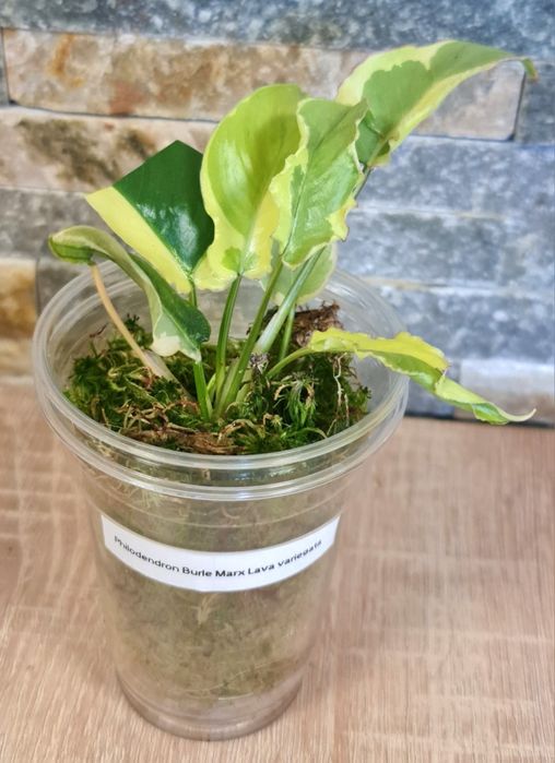Philodendron Burle Marx lava var.