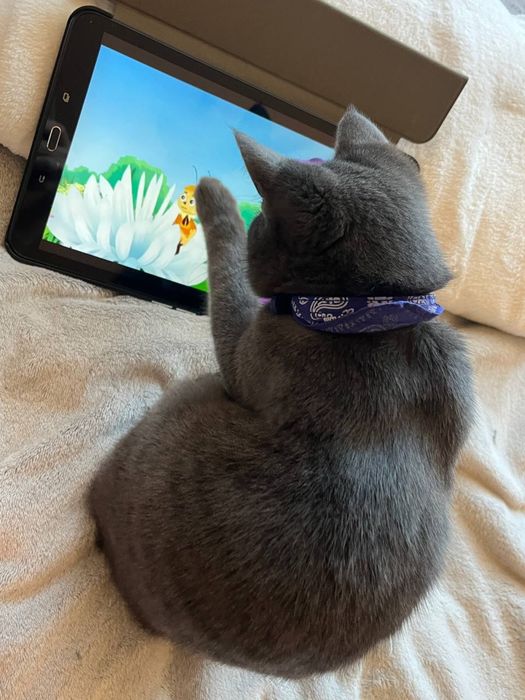 віддаємо кошеня віком 4 місяці