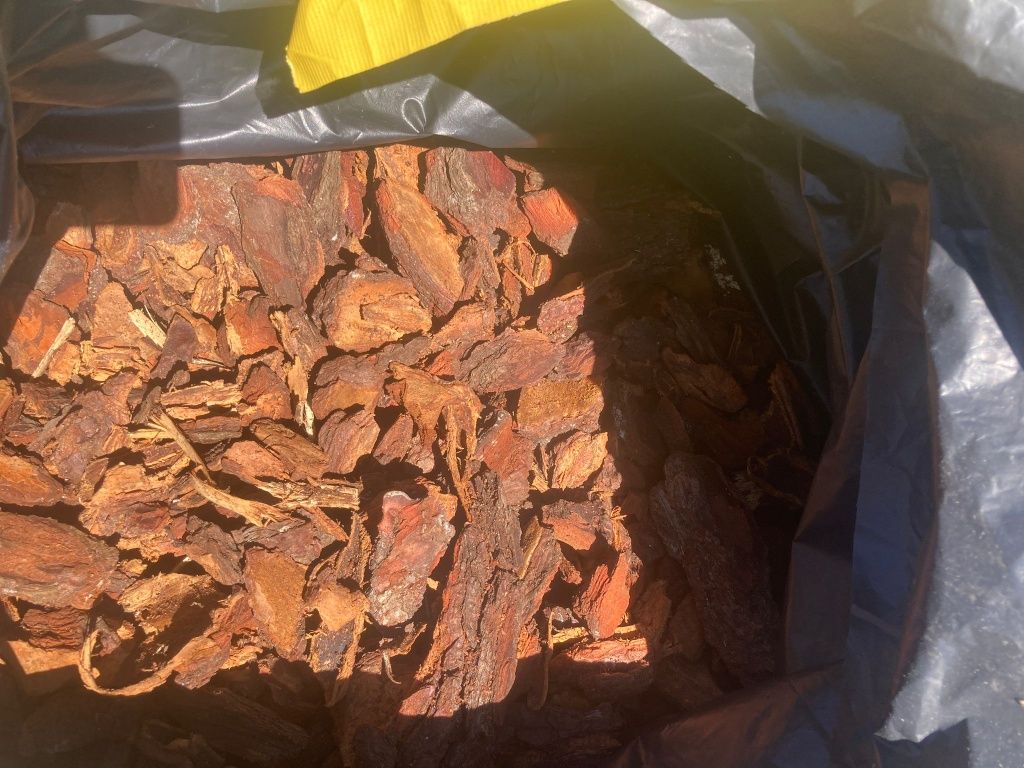 Casca de pinheiro para venda.