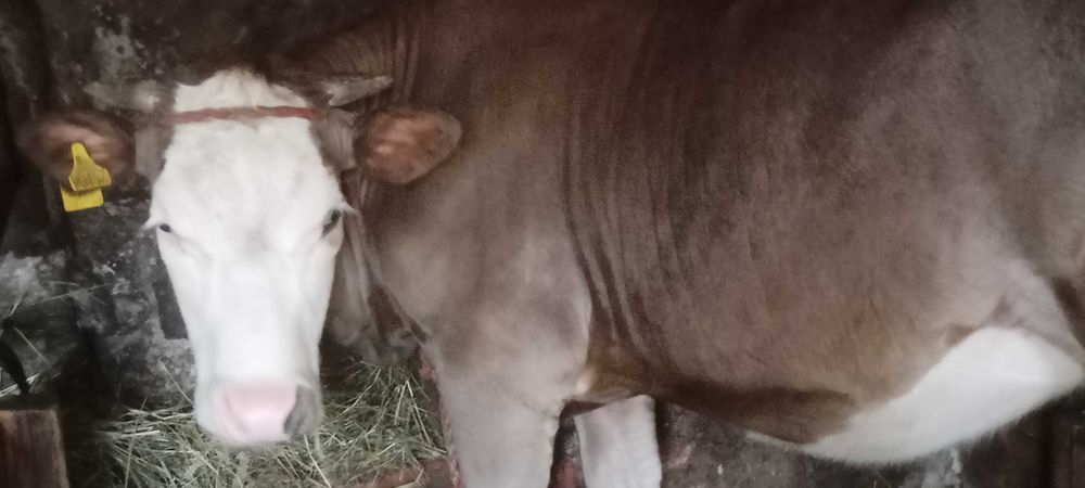 Jałóweczka, jałówka