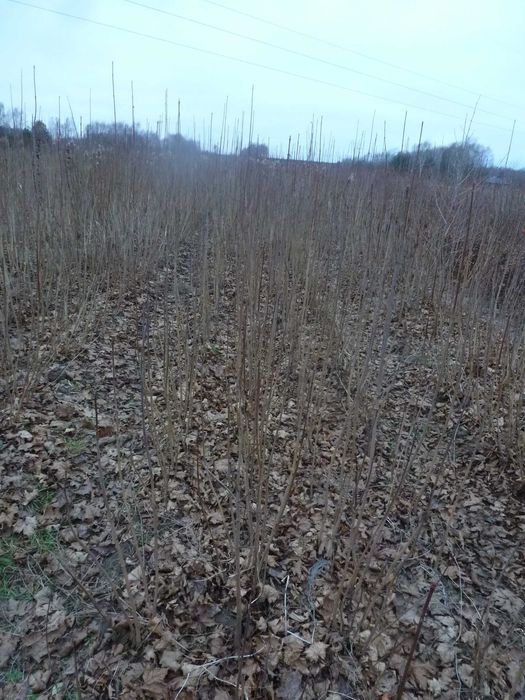 Klon zwyczajny sadzonki dwuletnie, trzyletnie 50- 230cm