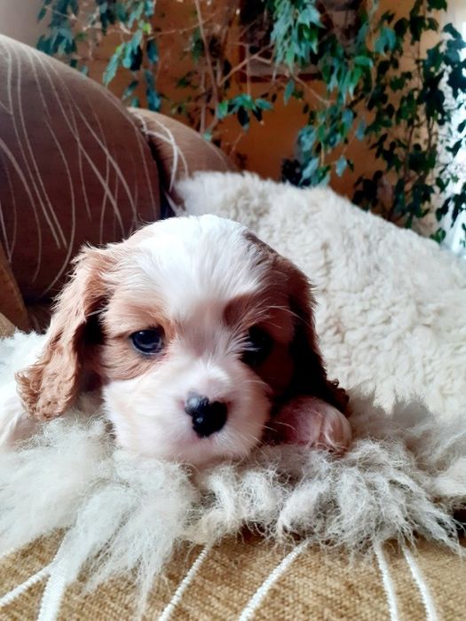 Kawalier King Charles Spaniel Piesek