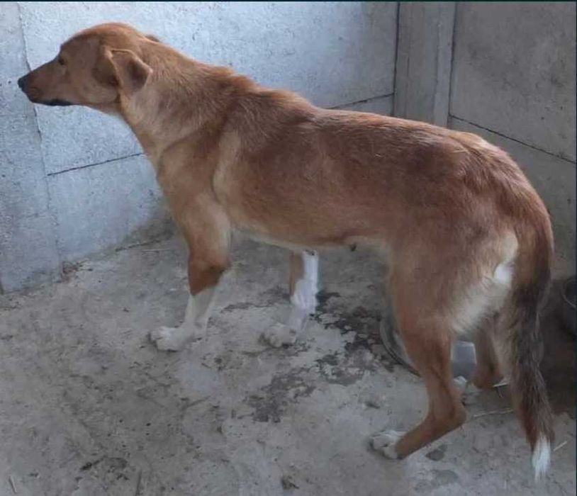 Śliczna, młoda, wrażliwa, nieśmiała Pati do adopcji