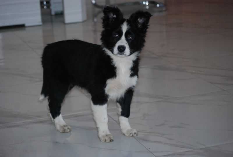 Pies  Border Collie czarno-biała