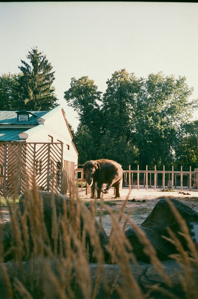 Протермінована плівка Agfa, Konica, Fujicolor, Kodak