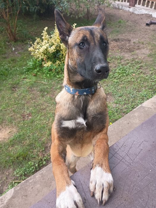 Oddam za darmo suczkę