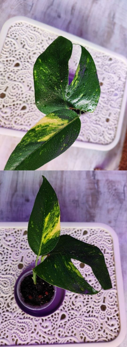 Epipremnum pinnatum Cintho Goldfinger