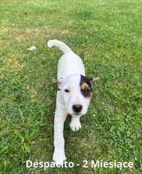 Parson Russell Terrier FCI - szczeniak