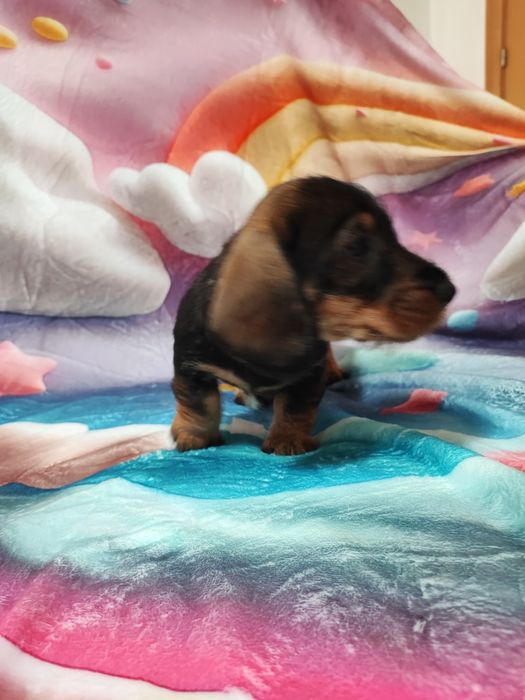 Teckel Fêmea Standard Cerdoso