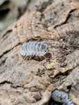 Isopody izopody Nesodillo Archangelii Shiro Utsuri 20szt