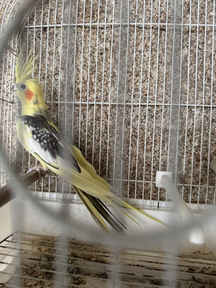 Caturra  Amarela