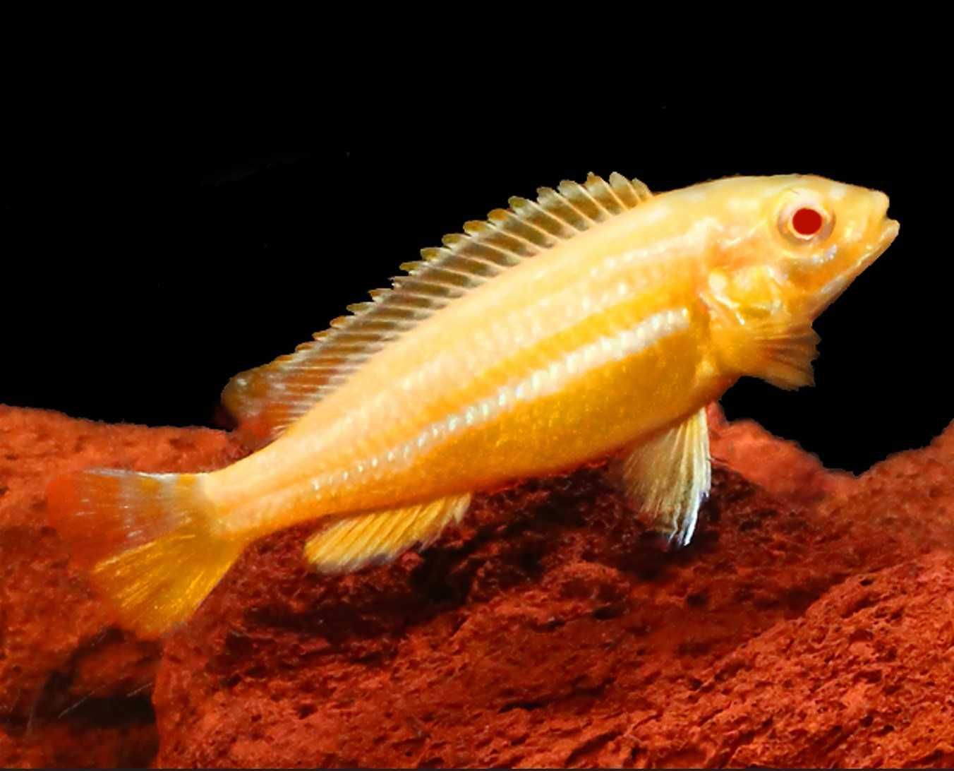 Pyszczak złocisty ALBINOS - Melanochromis auratus - dowóz, wysyłka