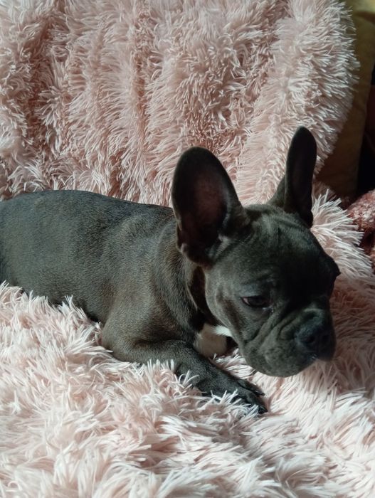 Buldog francuski niebieski chlopak