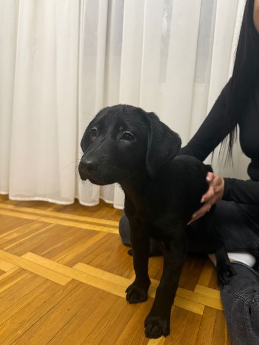 Продаються лабрадори.Справжній друг на все життя