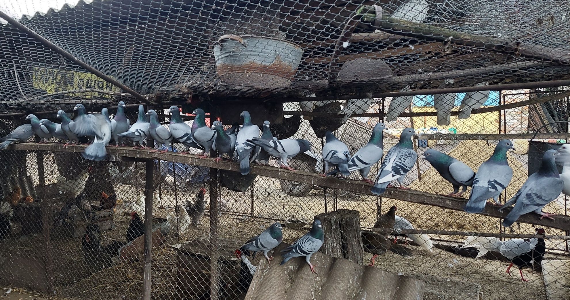 Продам Поштові голуби