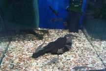 Glonojady Placostomus Gibiceps,Plecostomus Plecostomus (Sklep Discus)