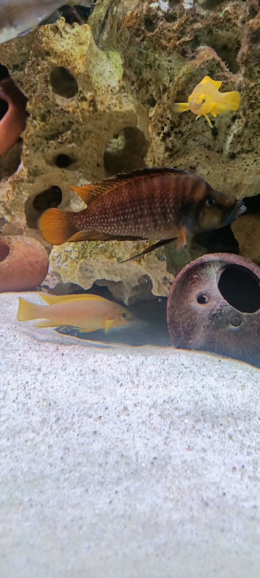 Altolamprologus compressiceps fire fin tanganika 1