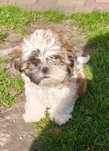 Shih tzu z rodowodem