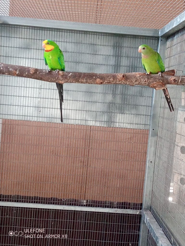 Vendo várias aves adultas.