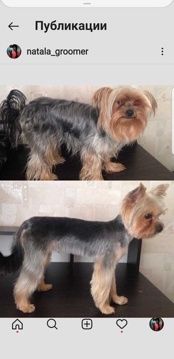 Стрижка грумінг собак в Києві  профессійно