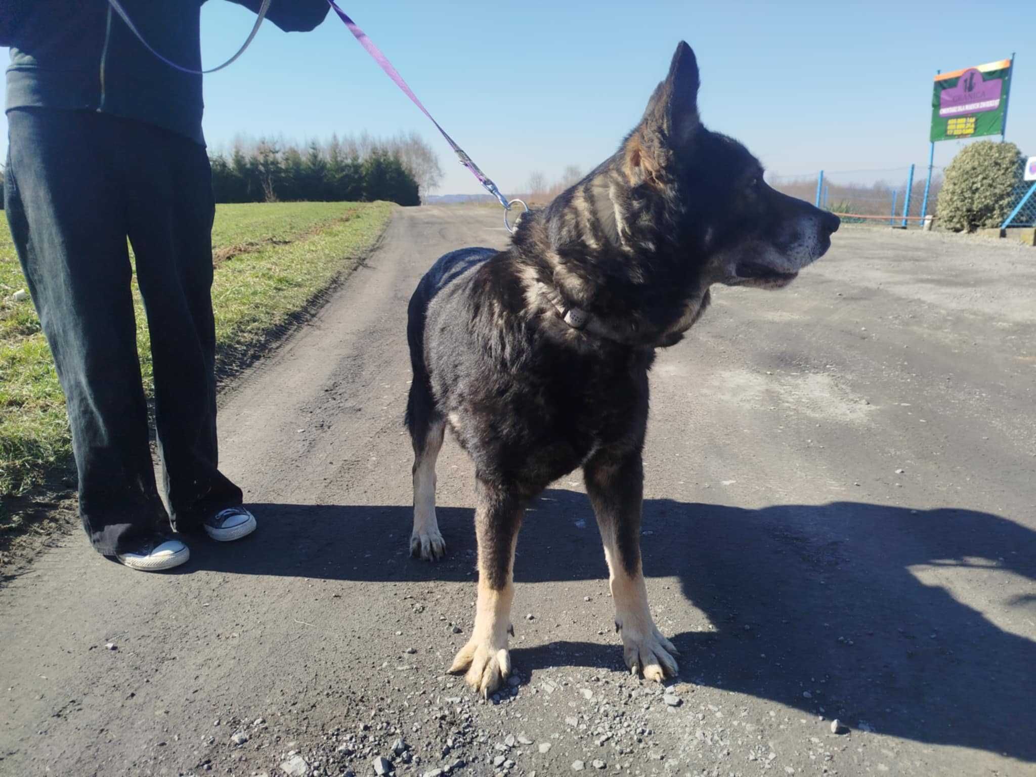 Papa - starszy, duży piesek do adopcji