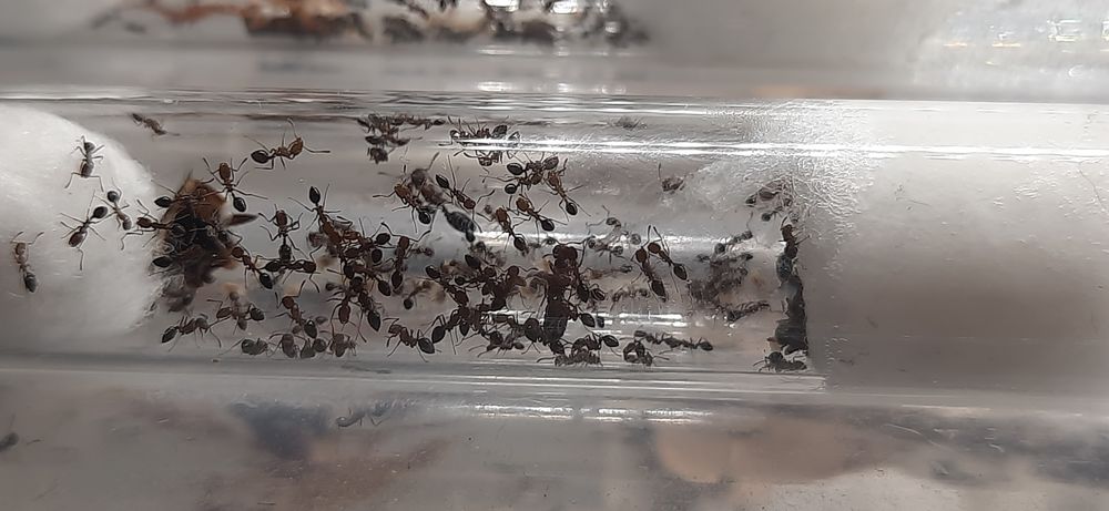 Monomorium subopacum 4 królowe + około 40 robotnic + potomstwo