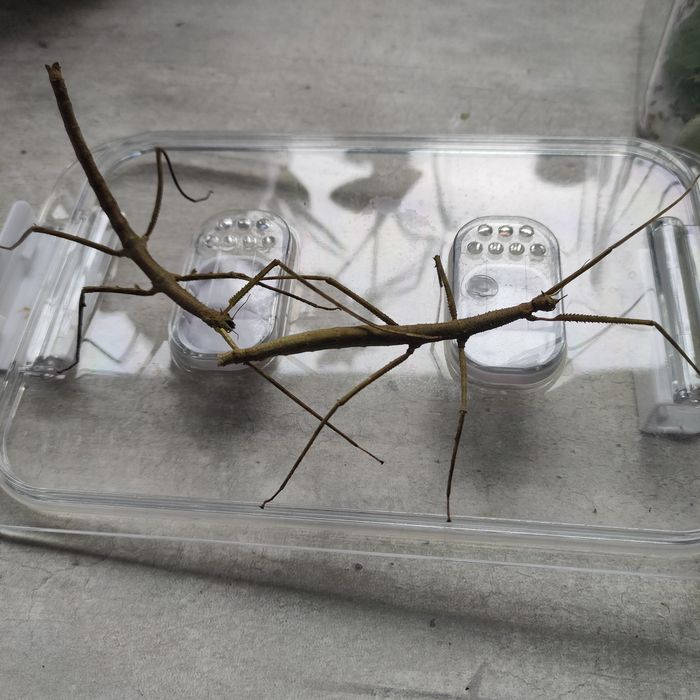 Patyczaki duże zielone