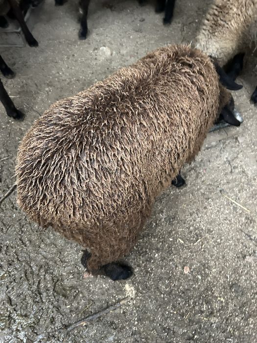 Animais de quinta burregas