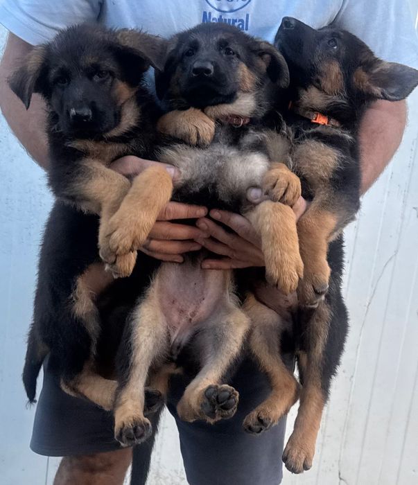 cachorro pastor alemão do cerrado novo