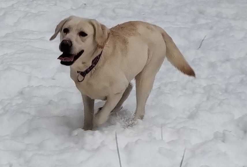 Lilka ok 2 let.labradorka pragnie odpowiedzialnego domu Fun.