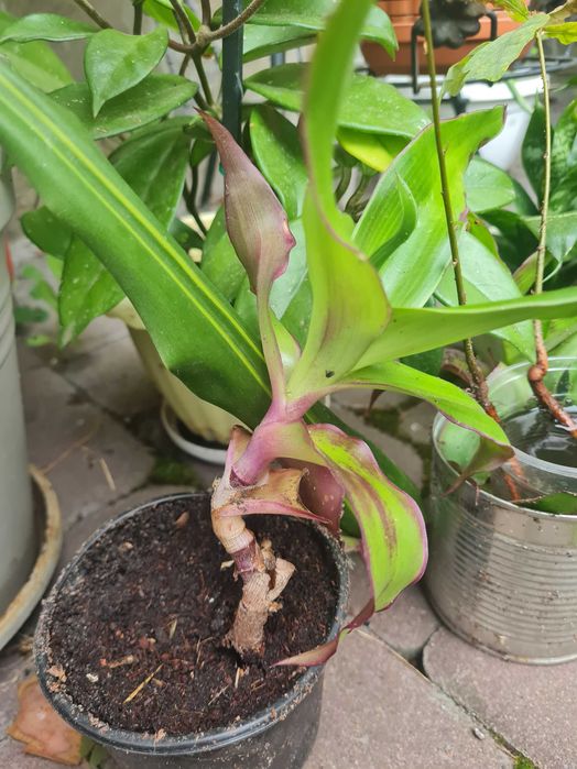 Золотой ус (лат. Callisia fragrans), або каллізія душиста