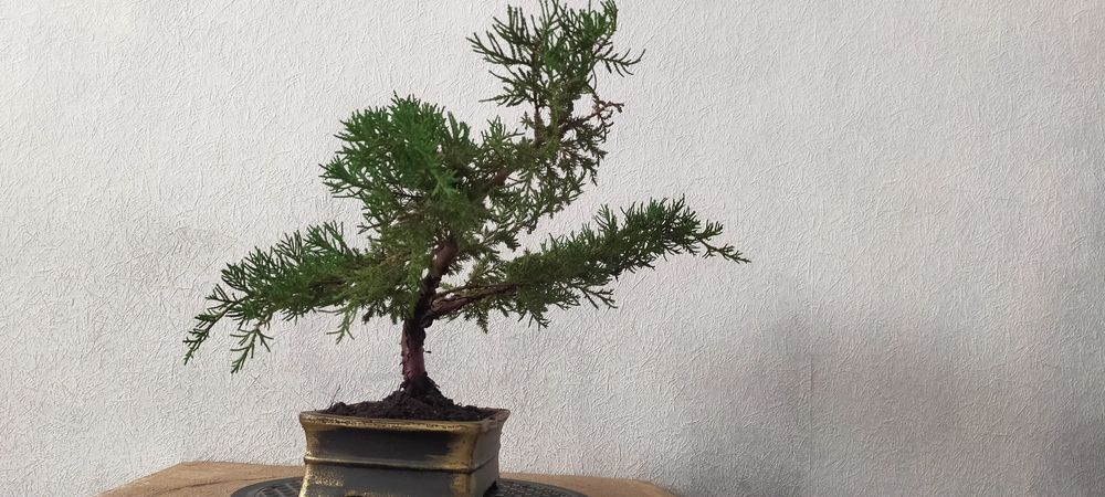 Підрощений бонсай