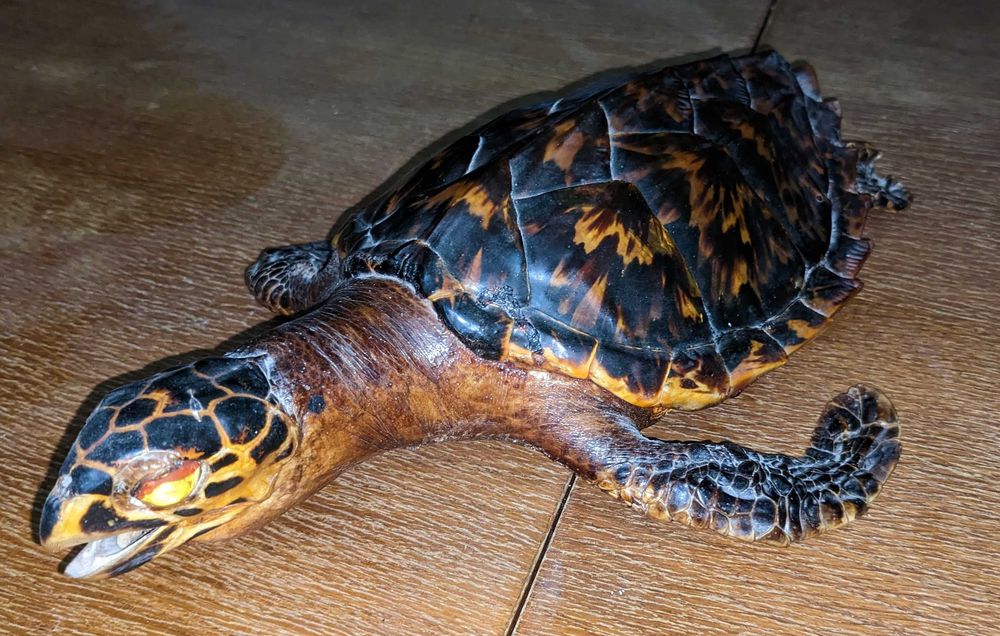 Чучело морской черепахи Логгерхед