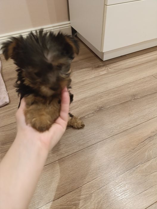 Lola gotowa do zmiany domku