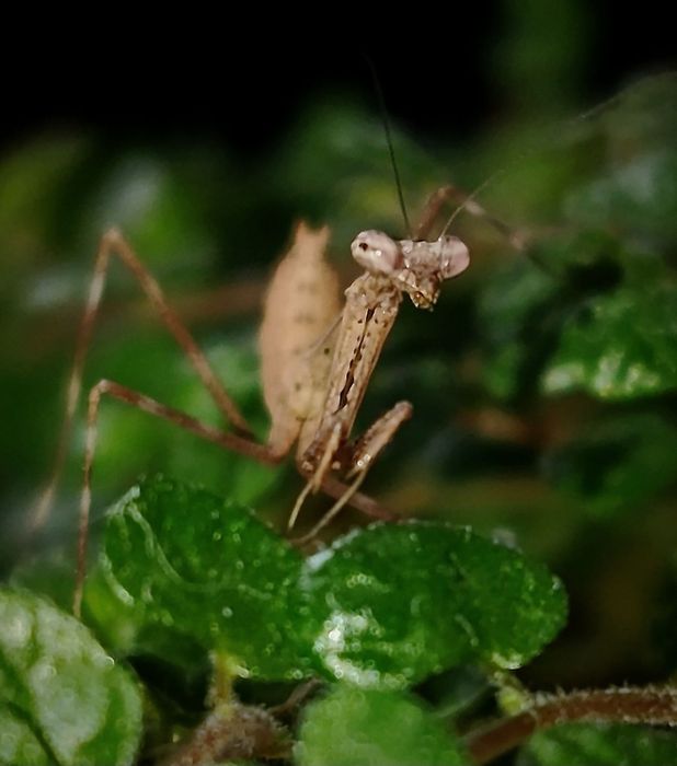 Modliszka Pseudempusa pinnapavonis