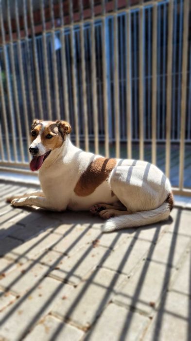 Duster – wyjątkowy pies do spokojnego domu, 5 lat, średniak