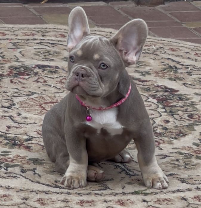 Изабелла француженка несет флаффи и сасао