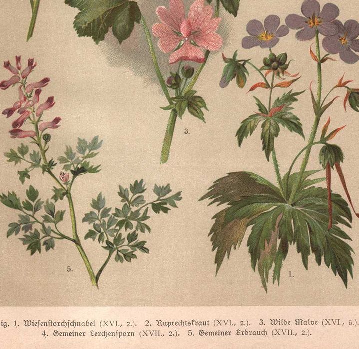 Hochdanz: Rośliny zioła kwiaty botanika litografia 1918 r. autentyk