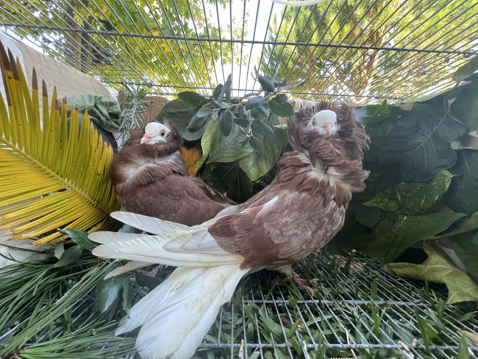 Pombos capuchinhos